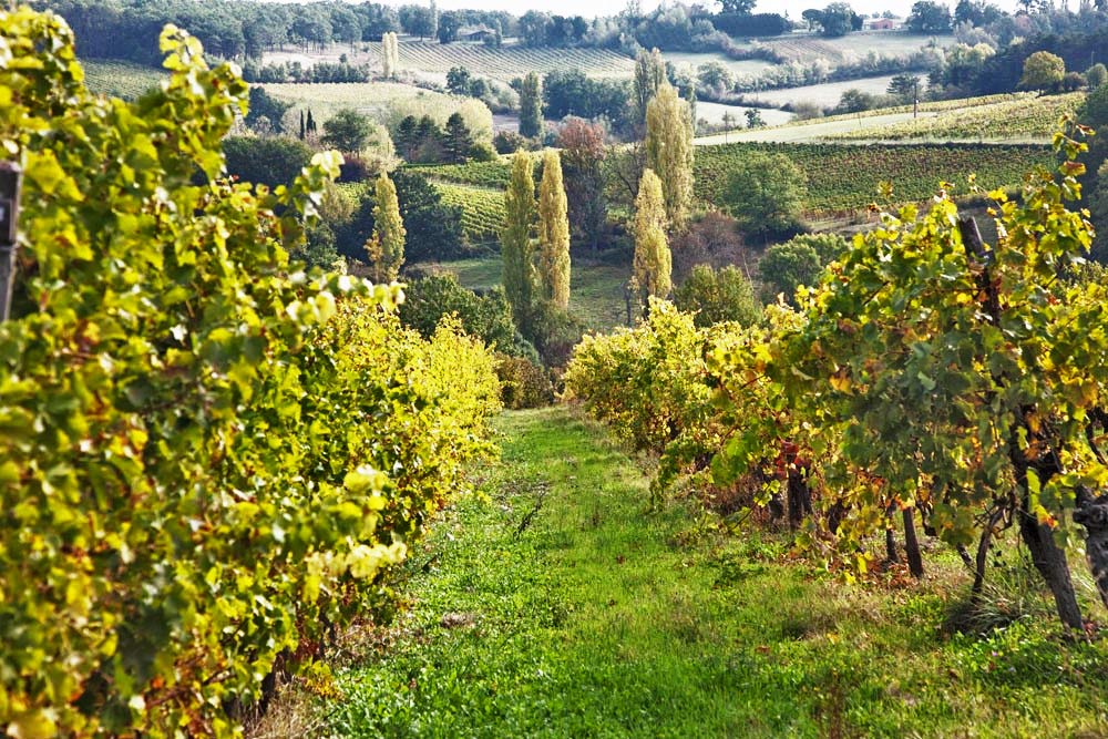 Vue des vignobles de Duras